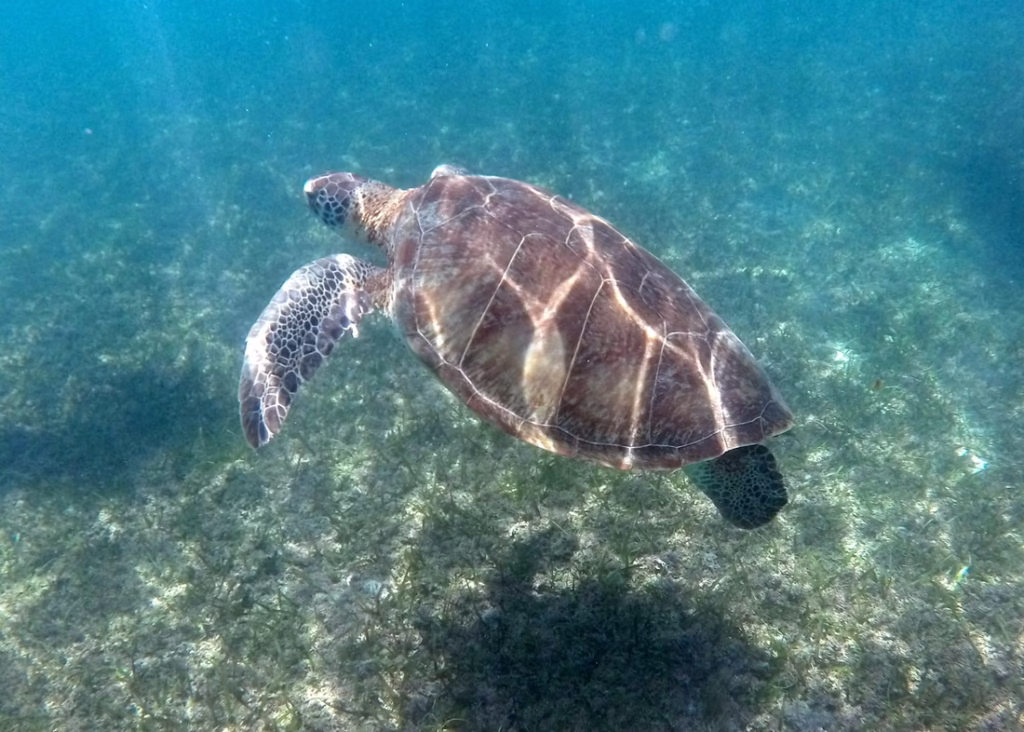 gopr0132_orig